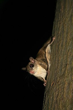 Flying squirrel